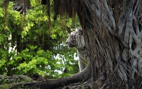 nature, animals