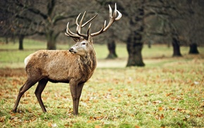 animals, nature