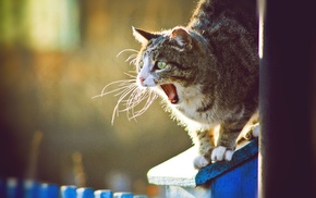 cat, yawning, animals
