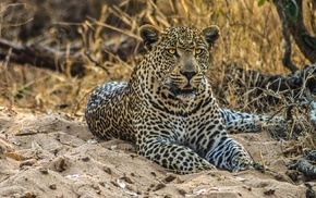 nature, animals
