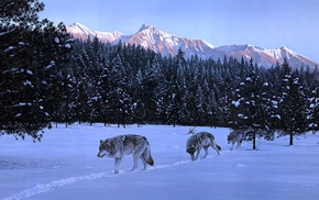 animals, wolf, nature