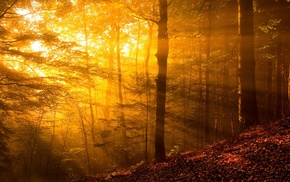 nature, leaves, fall, branch, yellow, sun rays