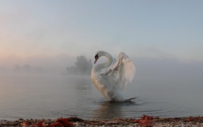 nature, animals, mist, swans, lake, birds