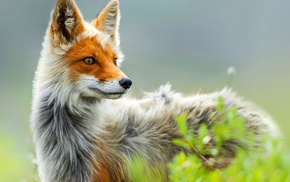 nature, animals, fox