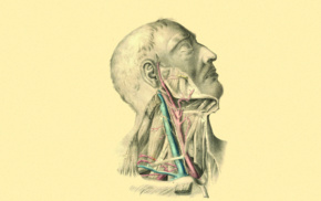 necks, veins, muscles, arteries, anatomy, medicine