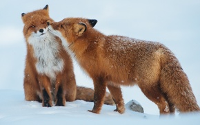 fox, snow, nature, animals