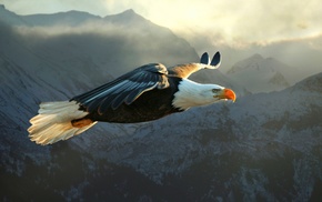 animals, nature, eagle, bald eagle