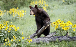 nature, bears, animals