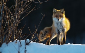 fox, animals, nature