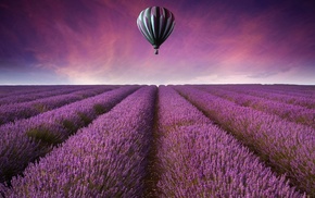 purple flowers, landscape, lavender, field, hot air balloons