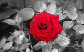 flowers, rose, blossoms, love, selective coloring, black and red