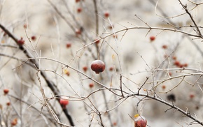 pomegranate, nature, depth of field, twigs, minimalism