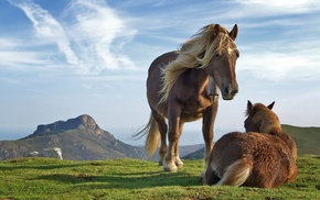 animals, horse, grass, mountain, nature, landscape