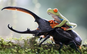 Red, Eyed Tree Frogs, animals, amphibian, insect, frog