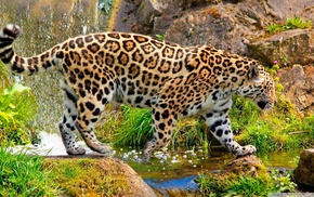 animals, jaguars, nature