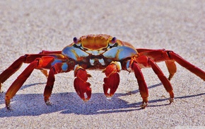 crabs, crustaceans, animals
