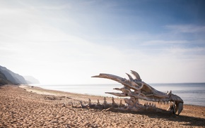 dragon, beach