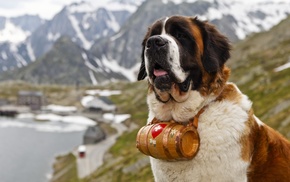 animals, dog, nature, St. Bernard