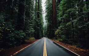 forest, nature, trees, road