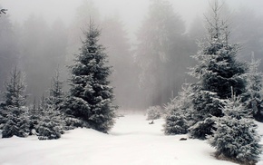 forest, snow