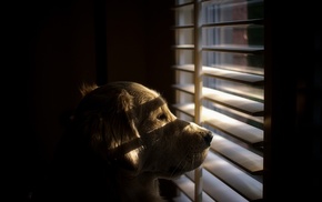 shutters, dog, animals, sunlight