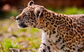 animals, nature, jaguars