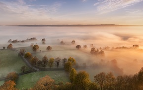 mist, nature, trees, landscape