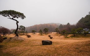 nature, landscape, trees