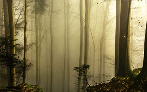 wood, moss, leaves, mist, nature, forest