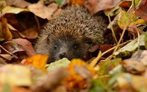 hedgehog, depth of field, leaves, nature, animals