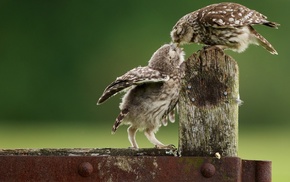 owl, kissing, nature, birds, animals