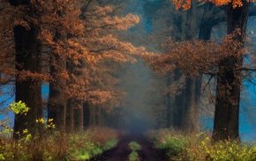 path, mist, shrubs, leaves, nature, trees