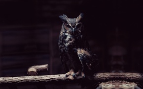 owl