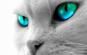 blue eyes, cat