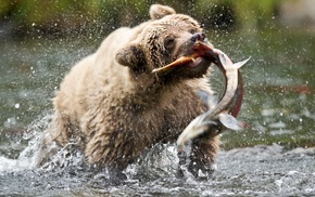 fish, bears