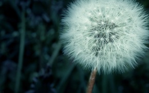 nature, flowers