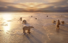 polar bears, nature, animals, landscape, ice, sunlight