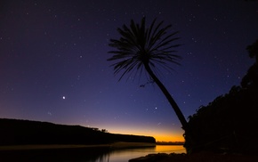 silhouette, palm trees, stars, river, Royal National Park, nature