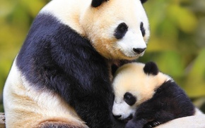 nature, animals
