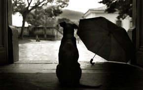 dog, rain, umbrella