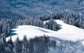 snow, pine trees, landscape, winter, nature, trees