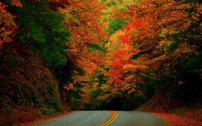 nature, road, trees, landscape