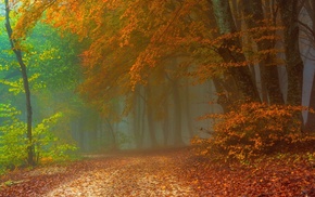 fall, leaves, nature, mist, forest, path