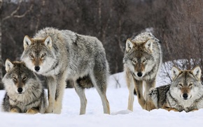 snow, wolf, animals