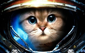 Starcraft II, cat