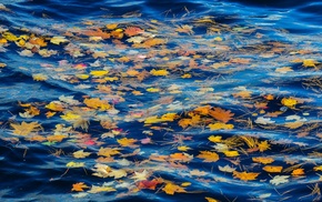 nature, leaves, water