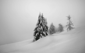 trees, landscape, winter, snow