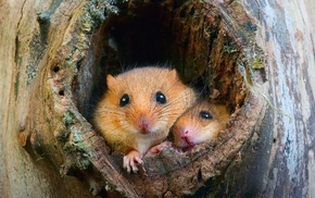 animals, nature