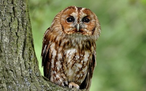 nature, animals, owl