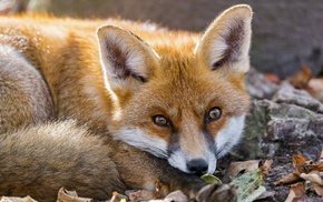 nature, fox, animals